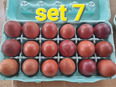 Marans BBS (black copper, blue copper, splash)