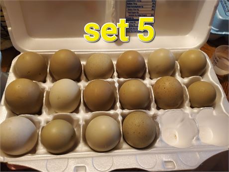 Multi Gen Olive Eggers