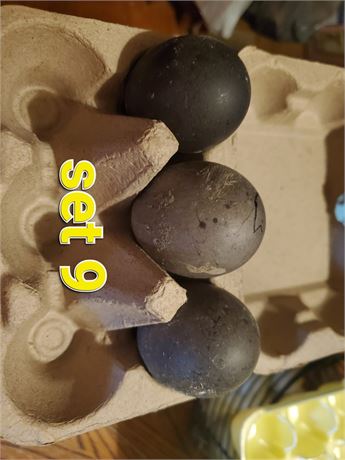 Cayuga duck eggs