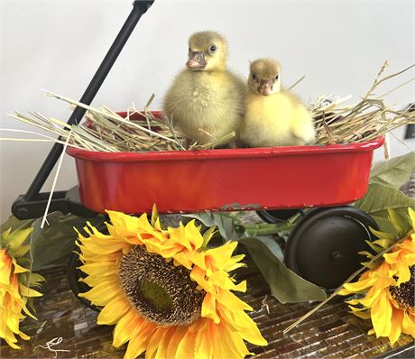 Pair of full curly Sebastopol goslings