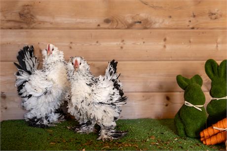 Dozen Silver Mille D'uccle hatching eggs chance of frizzle