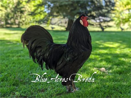**Ultra-Rare** BBS Breda Fowl