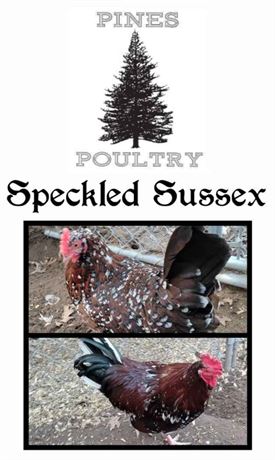 Speckled Sussex