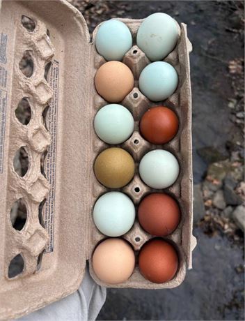 12 Fertile Chicken Hatching Eggs PURE Ameraucana + Barnyard Mix