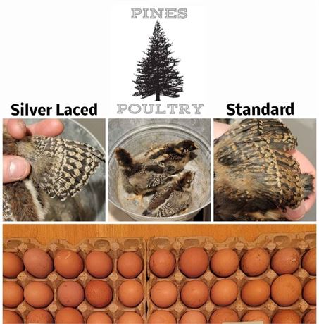 Barnevelders: Standard or Double Silver Laced