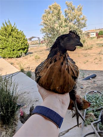 Young Rooster