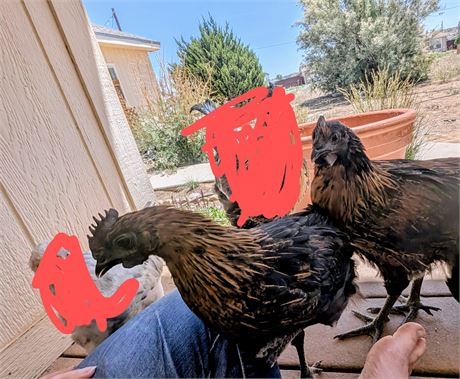 Young Rooster