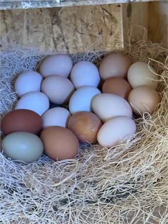 🐣 CrossHatch ColorBurst Barnyard Mix – Fertile Hatching Eggs