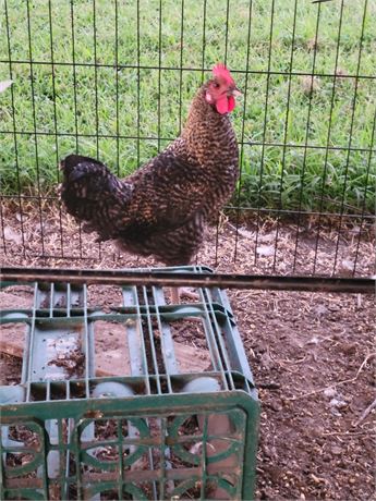 Easter Egger cockerel
