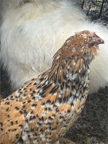 D’uccle laying hen