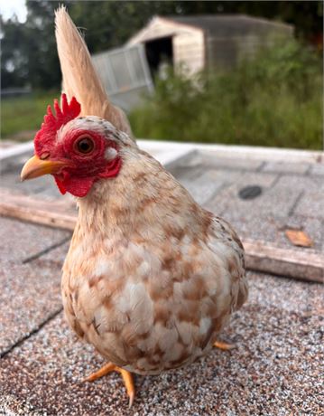 Serama hen