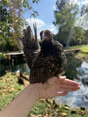 Serama Hatching Eggs NPIP/AI Clean