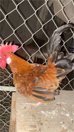 Bantam Roster/baby chick – Healthy, Great Backyard Birds (Local Pickup)